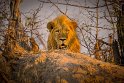090 Zimbabwe, Hwange NP, leeuw